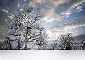 Trees in winter