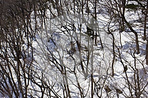 Trees in winter