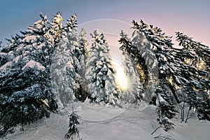 Trees in Winter