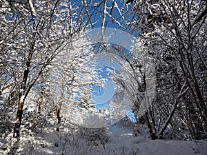 Trees in winter