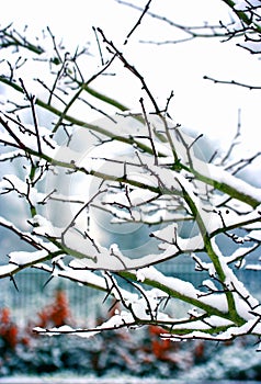 Trees in winter covered in snow