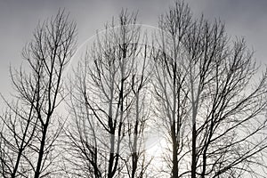 Trees in Winter fog