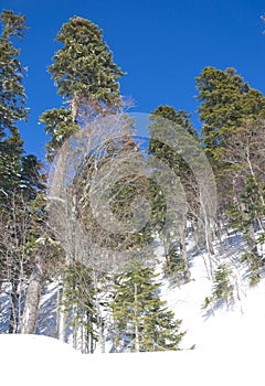 Trees in the winter forest