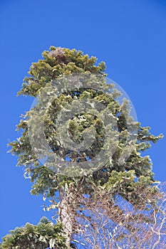 Trees in the winter forest