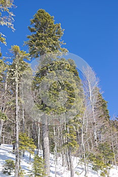 Trees in the winter forest