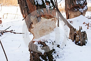 Trees in winter forest. Close-up of tree trunks with beaver teeth marks growing in forest in Europe, covered with snow