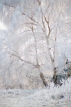 Trees with Winter Frost