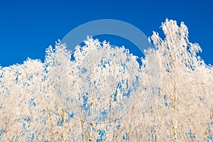 Trees in winter frost