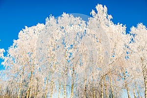 Trees in winter frost
