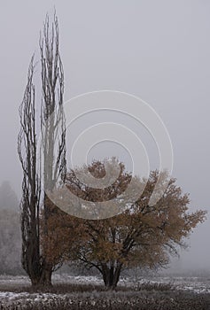 Alberi inverno congelato nebbia un la neve 