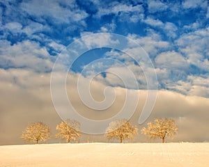 Trees in winter landscape