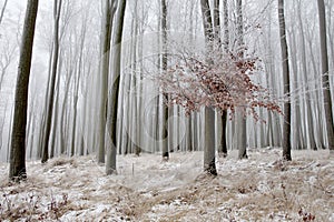 Trees in winter misty forest with remains of autumn leaves