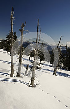 Trees in winter mountains