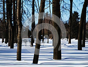 Trees in winter park background
