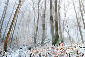 Trees  in the winter , remarkable winter landscape in the  forest
