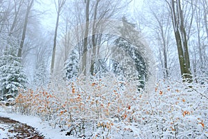 Trees  in the winter , remarkable winter landscape in the  forest