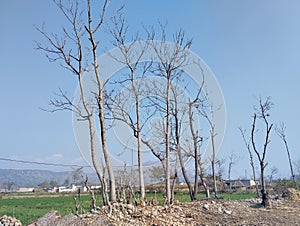 Trees in winter season alongside fields