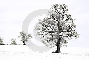 Trees in the winter snow