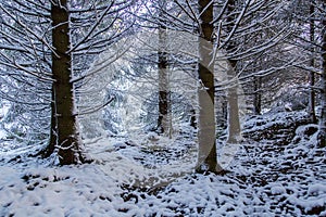 Árboles en el invierno con nieve 