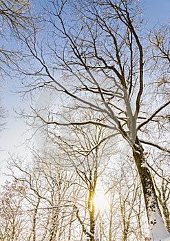 Trees in winter sunset with sunbeams.