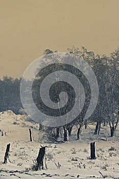 Trees in Winter Time in Macin, Romania
