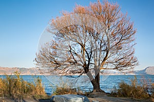 Trees in winter photo