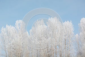 Trees in winter in winter. Beautiful winter landscape. Frost on trees in winter.