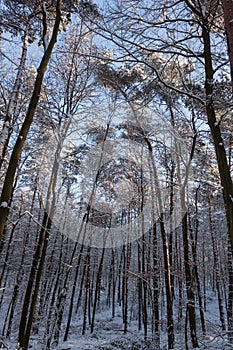 Trees in winterscape photo