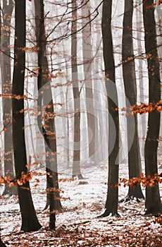 Wintertrees in the fog