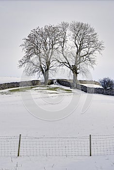 Trees on wintry hillside