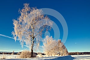 Trees in wintry landscape