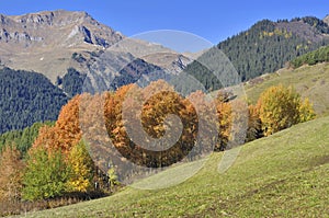 Trees withl autumnal colors in a copse in  mountain