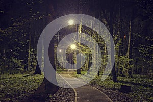 Trees in woodland park with lights at dark night. Landscape of night spring green park in city. Path in green forest