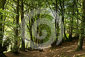 Trees and woodland path in England