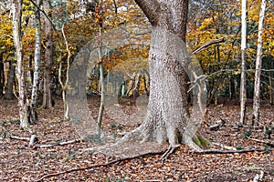Trees in a woodland setting adorned with autumn leaves, Burnham Beeches, Buckinghamshire, UK