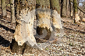 Trees in woods gnawed by beavers