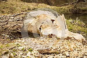 Trees in woods gnawed by beavers