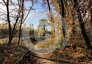 Trees in the woods, path in autumn forest, panorama, autumn landscape. Golden autumn in the forest