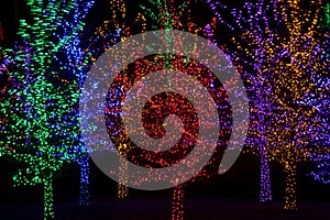 Trees wrapped in LED lights for Christmas