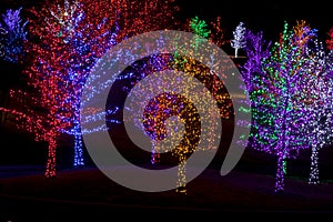 Trees wrapped in LED lights for Christmas