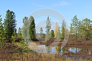 Trees among the Yamal tundra on an autumn day