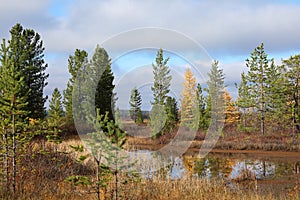 Trees among the Yamal tundra in the North of Russia