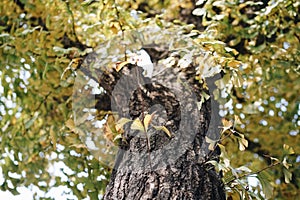 Trees with yelllow leafs