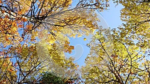 Trees with yellow foliage against the blue sky on a sunny autumn day.