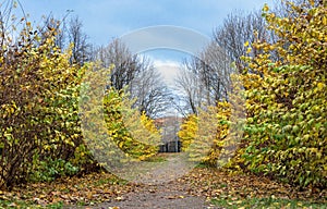 Trees with yellow foliage on an alley in a city park.