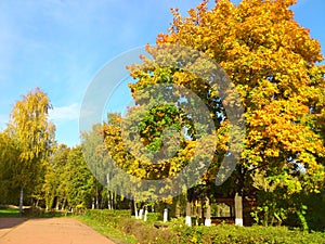 Trees with yellow foliage in autumn park