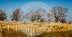 Trees on yellow grass