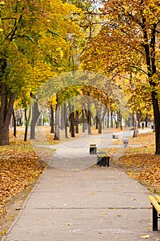 Trees with yellow and green leaves and footpath with benches