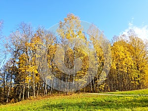 trees yellow leaves in autumn on blue sky background