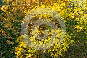 Trees with yellow leaves in the autumn forest. Autumn background